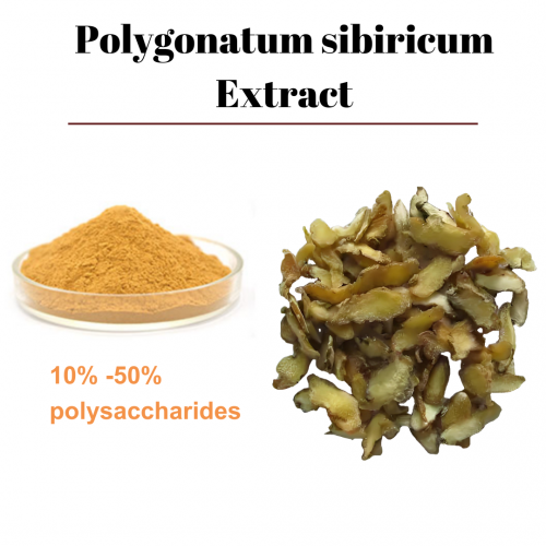 Polygonatum sibiricum Extract - 副本