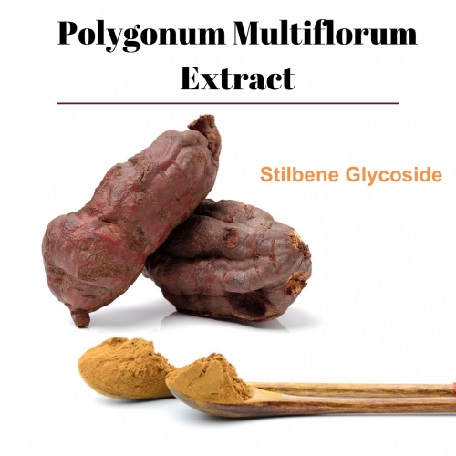 Polygonum Multiflorum Extract