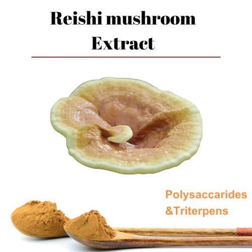 Reishi Mushroom Extract