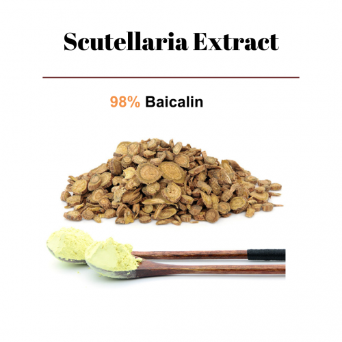 Scutellaria Extract